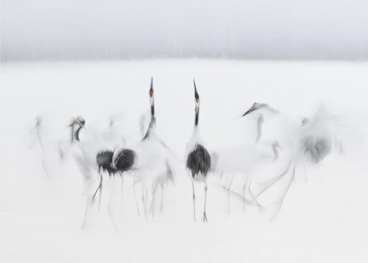 Calligraphic ballet | Wallpaper