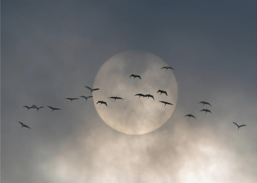 Ailes | Papier Peint Photo