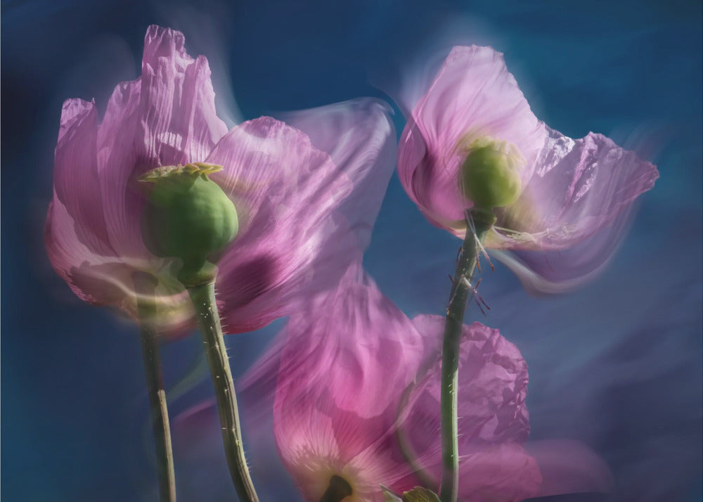 Mohnblumen am Wegesrand | Fototapeten