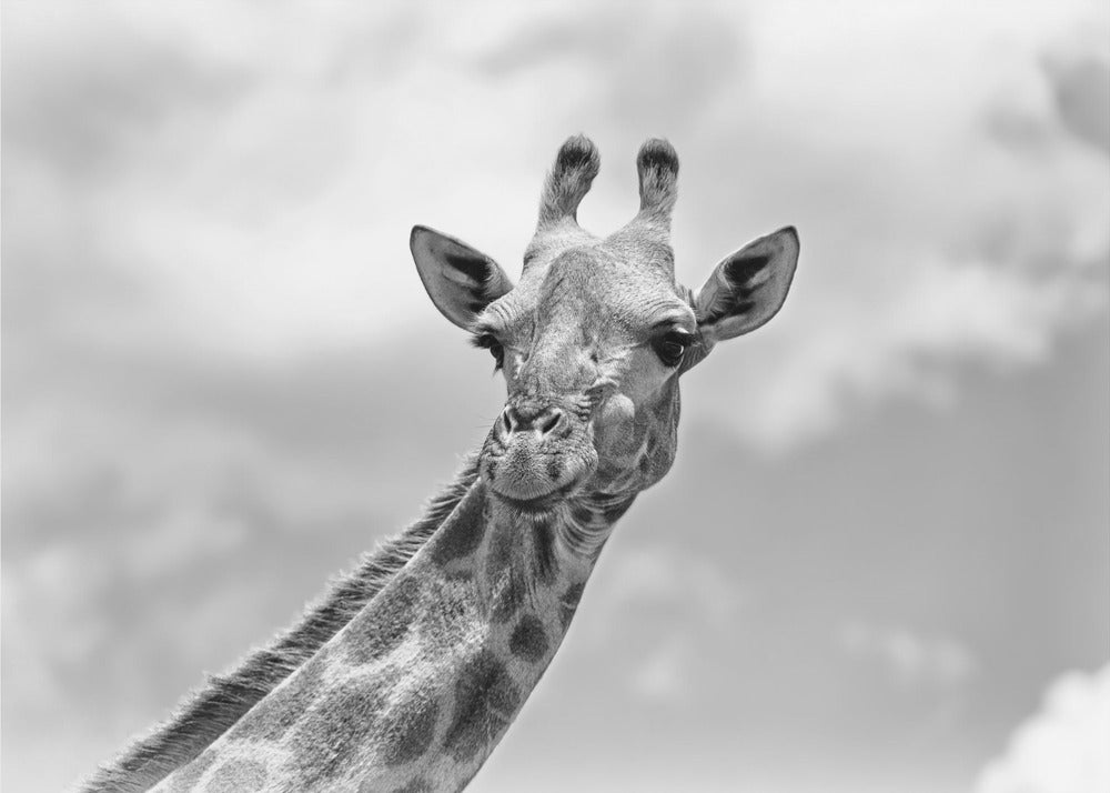 La girafe-Faune V | Papier Peint Photo
