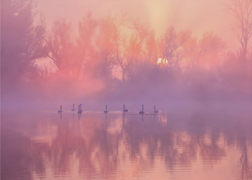 Alba sul Lago dei Cigni | Carta da Parati Fotografica