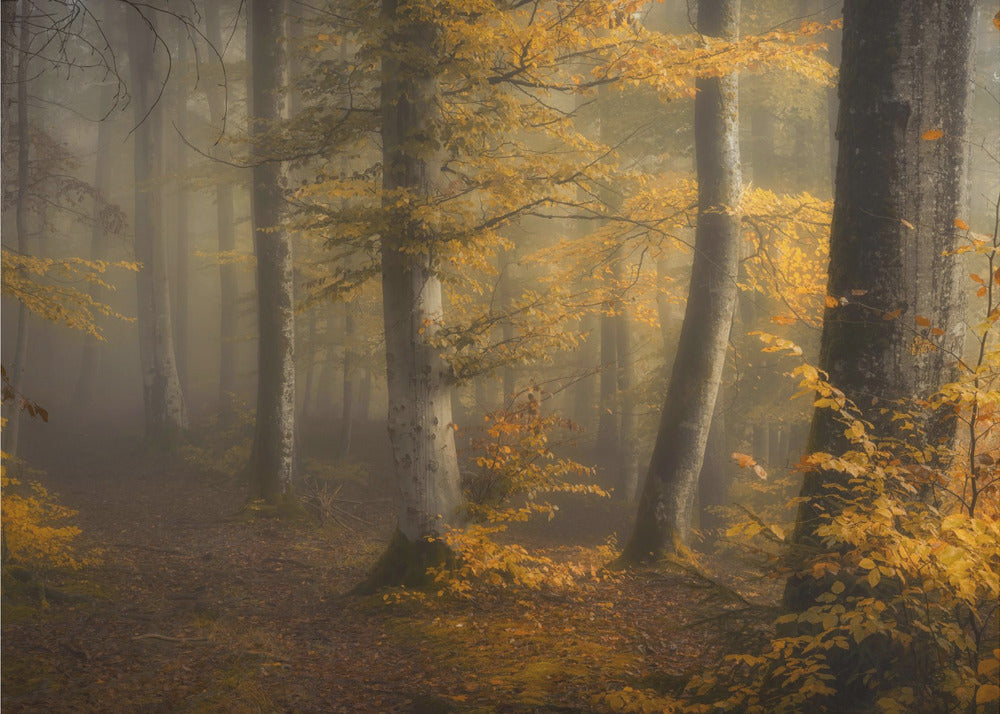Höstskog | Fototapet
