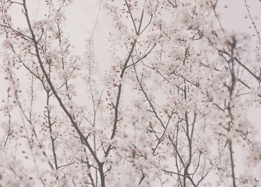 Fleurs de printemps | Papier Peint Photo