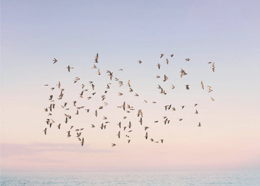 Vuelo al atardecer | Papel Pintado Fotográfico