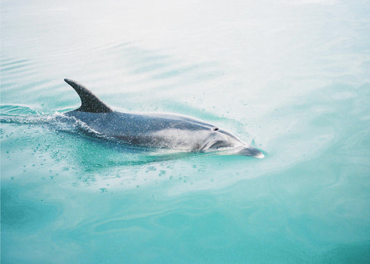 Dolphin NZ Northern | Canvastaulut