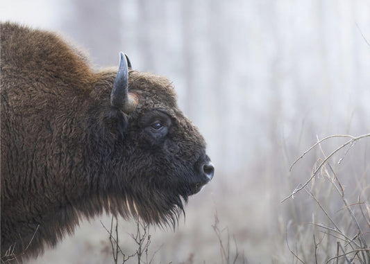 Bisons profil | Canvas