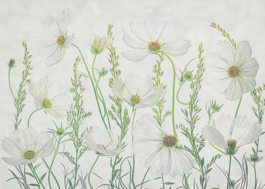 Jardin des Cosmos | Papier Peint Photo