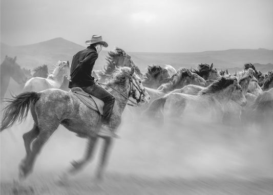 Cavalli selvaggi (noti anche come cavalli selvaggi) | Stampe su Tela