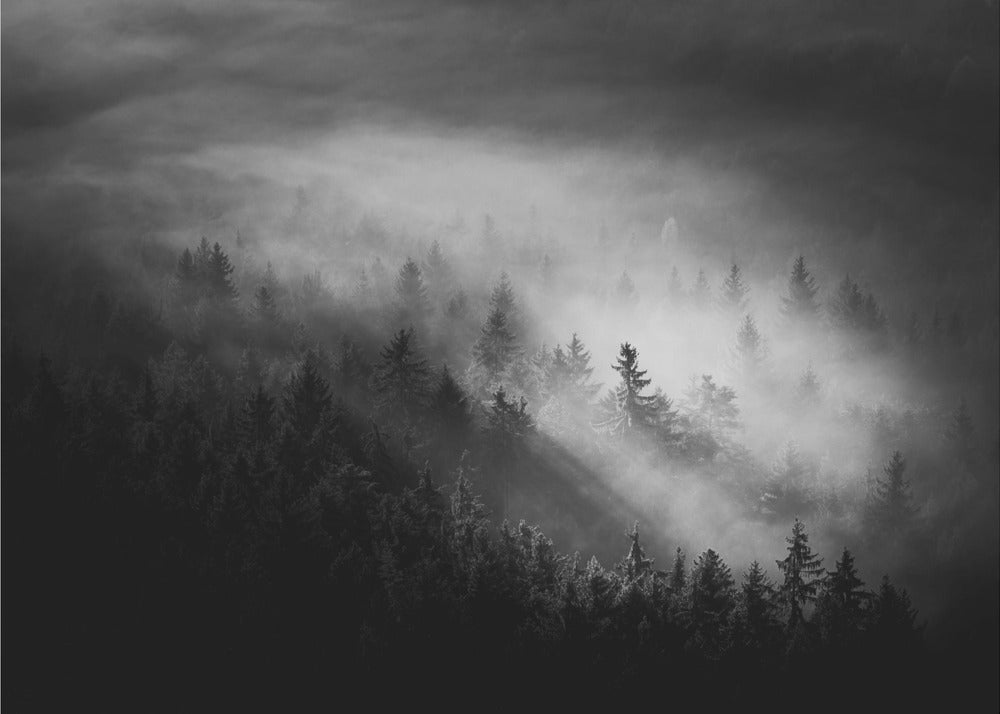 Brumeux | Papier Peint Photo