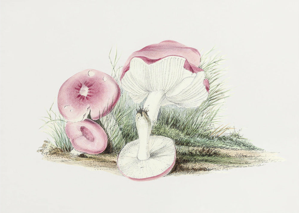 Fungo Russula Emetica vintage | Stampe su Tela