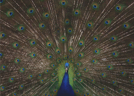 Indian peafowl | Wallpaper