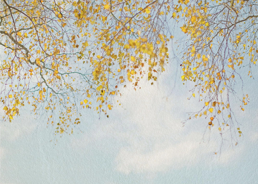 Feuilles de bouleau argenté sur ciel bleu | Papier Peint Photo