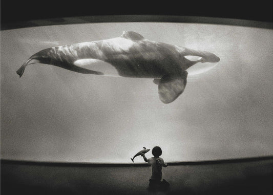Nel dominio dell'Orca | Stampe su Tela