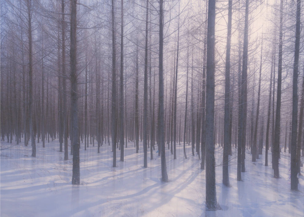 Sole invernale | Carta da Parati Fotografica