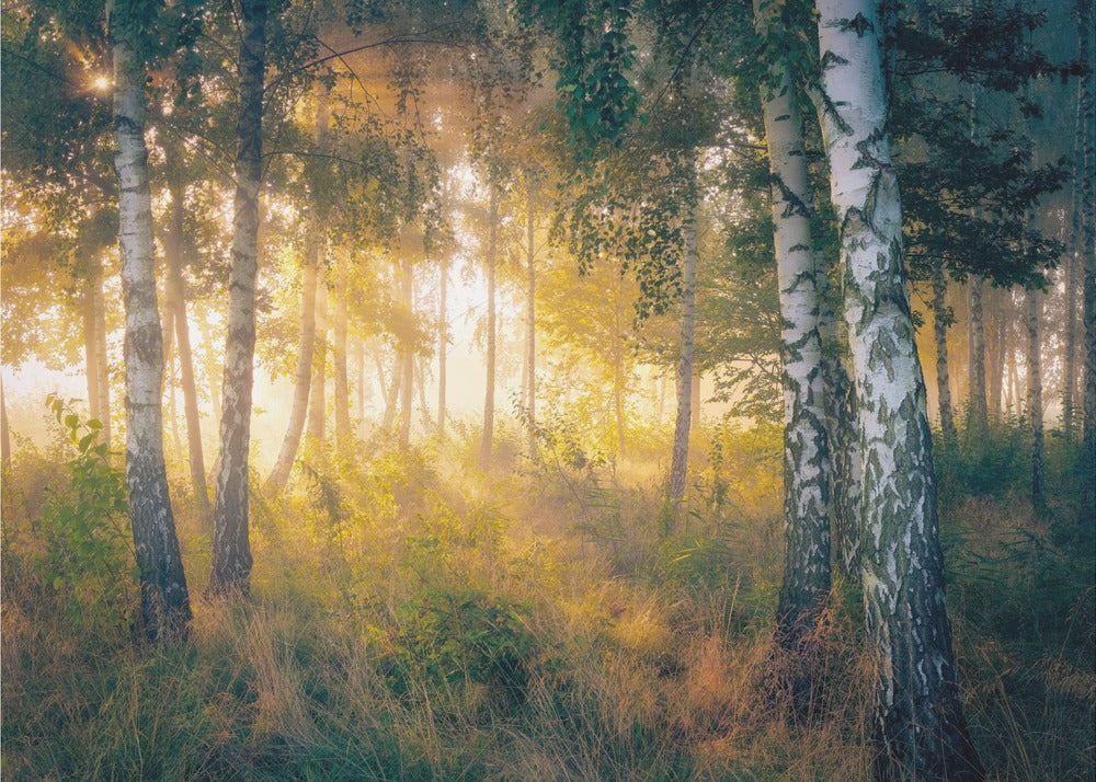 De l'or dans la forêt | Papier Peint Photo