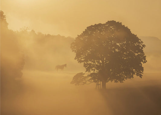 mattina d'autunno | Stampe su Tela