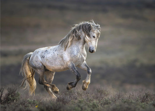 Mustang, Cavallo Selvaggio / Equus ferus caballus | Stampe su Tela