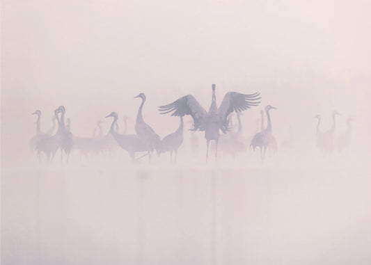 Gru cenerine nella nebbia mattutina | Stampe su Tela