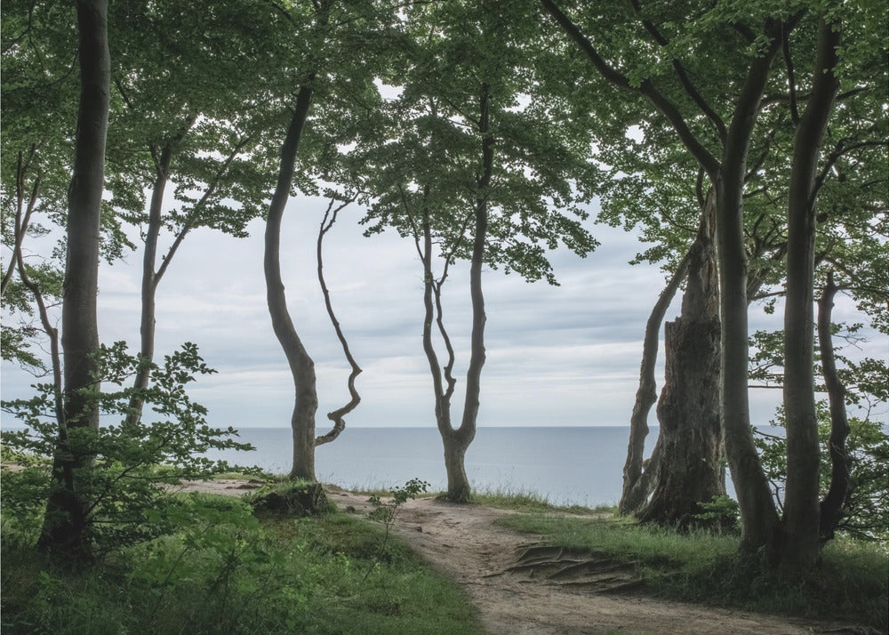 Forêt à la mer 2 | Papier Peint Photo