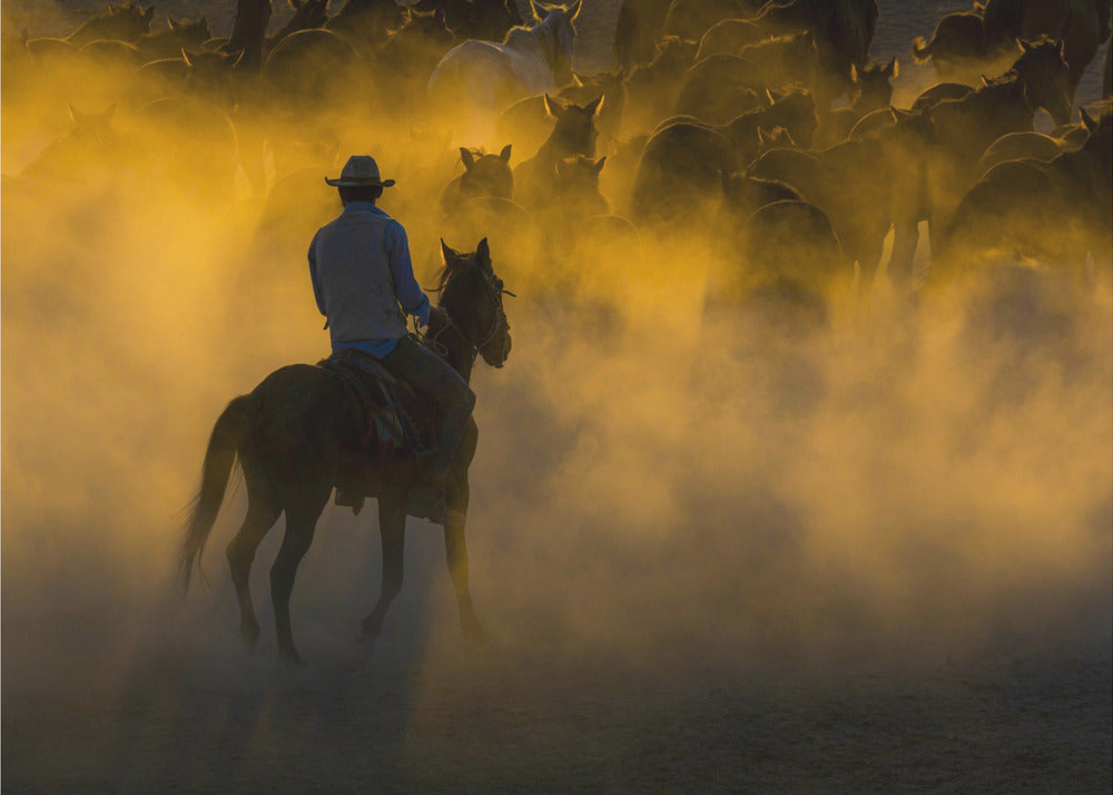 cowboy en paarden | Canvasprints