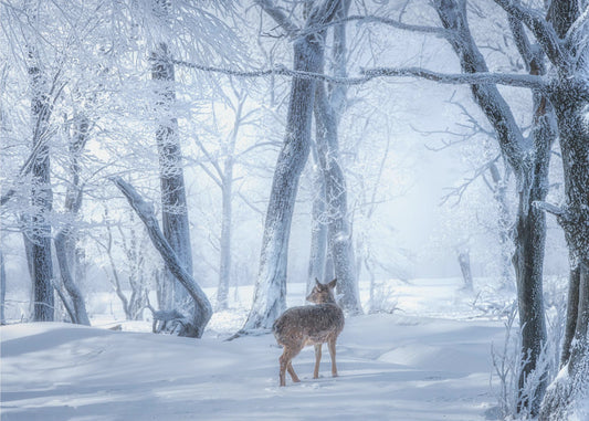 Het sikahert in het besneeuwde bos | Canvasprints