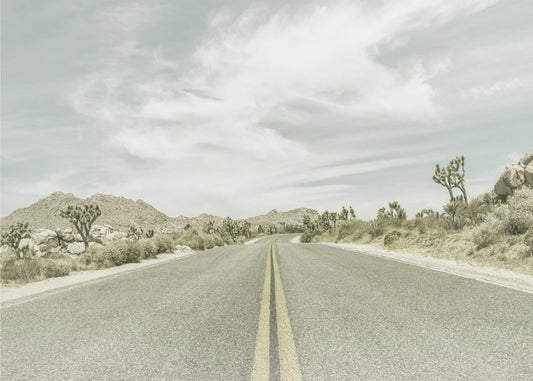 Vintage Joshua Trees, Park Boulevard | Canvas