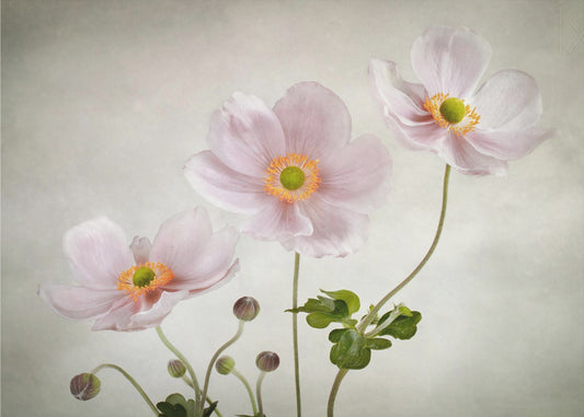 Anemoner | Fototapeter