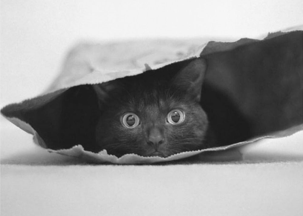 Katze im Sack | Poster - Kunstdruck