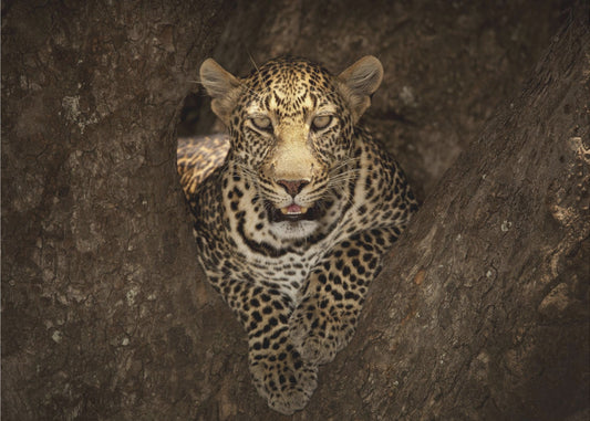 Leopard hviler på et træ ved Masai Mara | Fototapeter