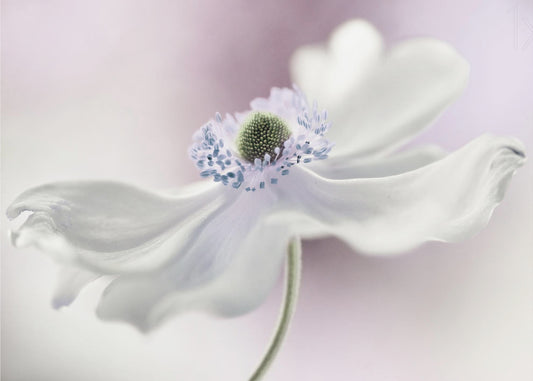 Anemonebrise | Fototapeter
