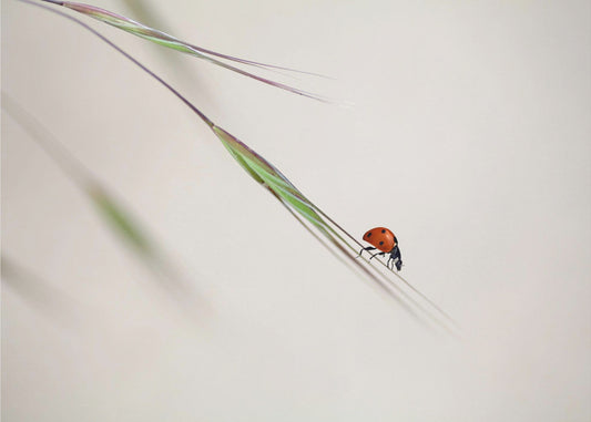 coccinella | Carta da Parati Fotografica