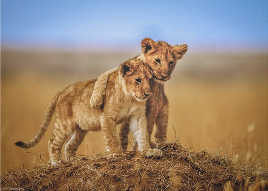 Broeders voor het Leven | Fotobehang