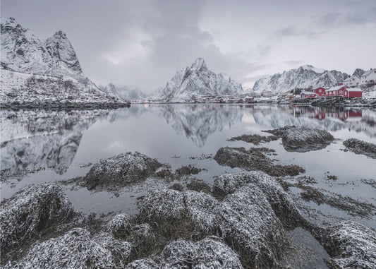Dronning | Fototapeter