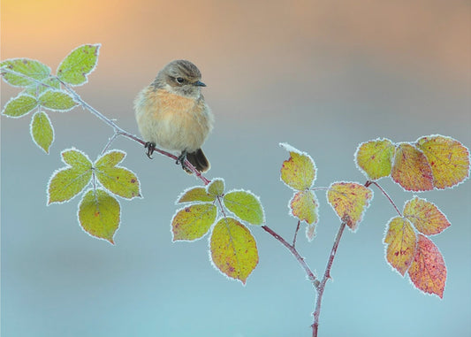 Colori invernali | Carta da Parati Fotografica