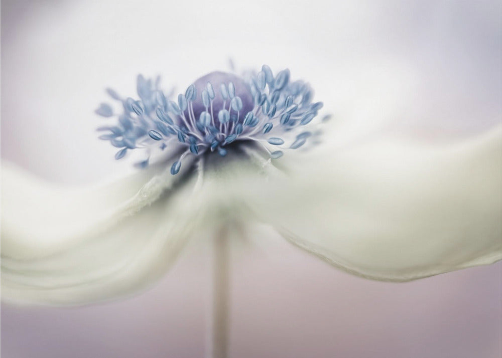 anemone | Poster - Stampe d’Arte