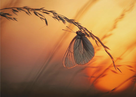 Buonanotte | Carta da Parati Fotografica