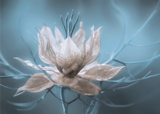 *Nigella* | Fototapeter