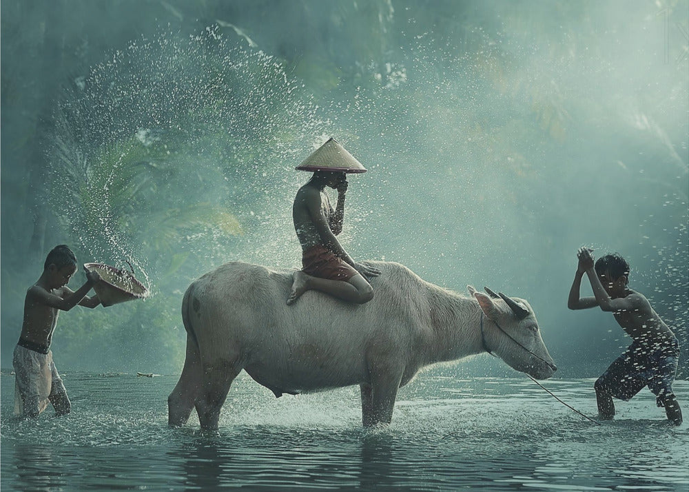 Waterbuffel | Posters - Kunstdrukken