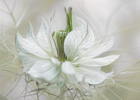 Nigella | Fototapeter