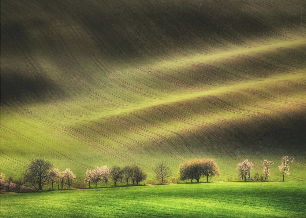 Campos de Moravia | Papel Pintado Fotográfico