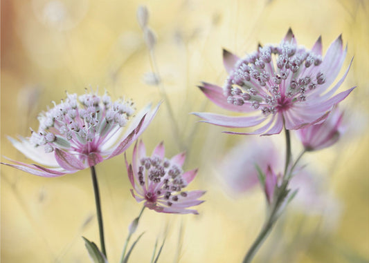 Astrantia Major | Fototapeter