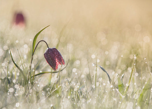 Morgendug | Fototapeter