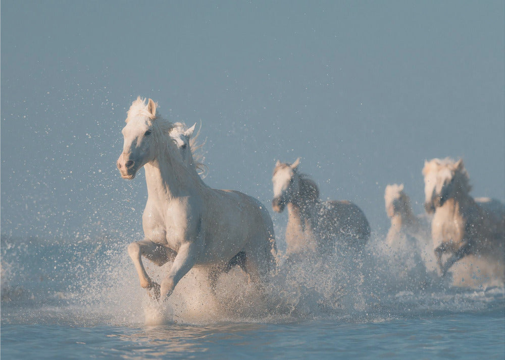 Angeli della Camargue | Carta da Parati Fotografica