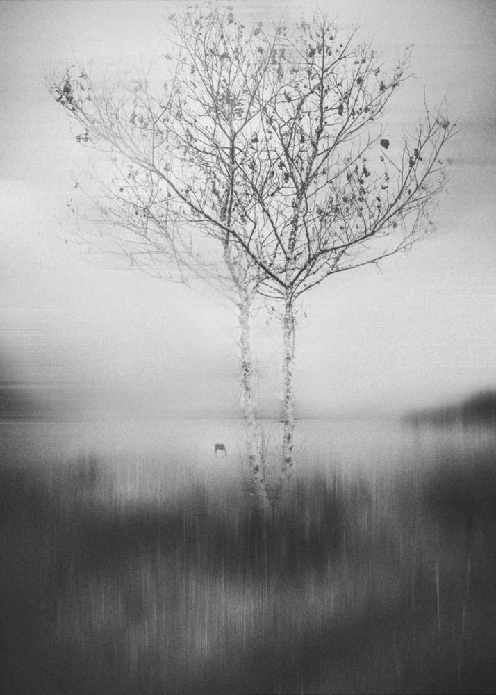 Quell'albero | Stampe su Tela