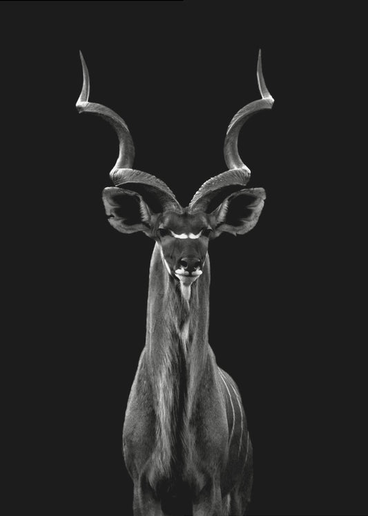 Kudu maggiore | Stampe su Tela