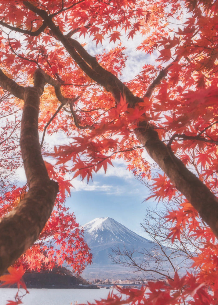 Berget Fuji faller i höstlöven | Canvas