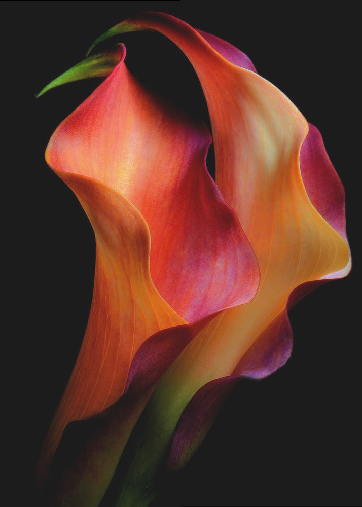 Tendresse | Tableaux sur Toile