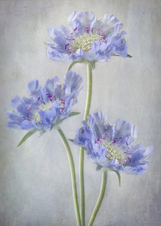 Scabiosa | Stampe su Tela