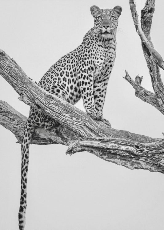 Leopard Portrait - Mono Var | Canvas