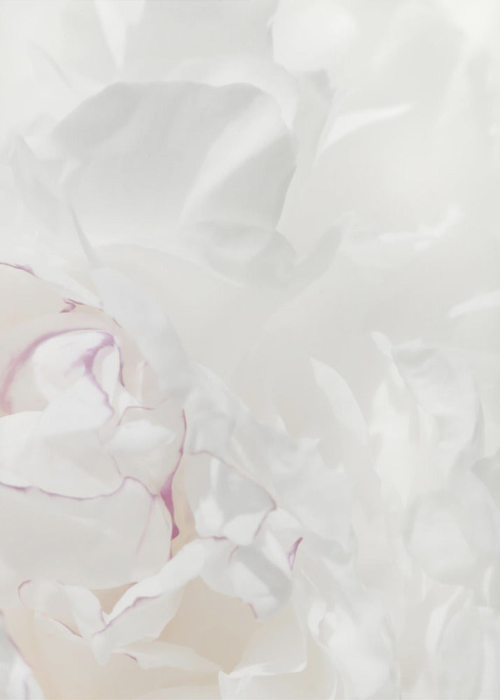 Peony 21 | Poster